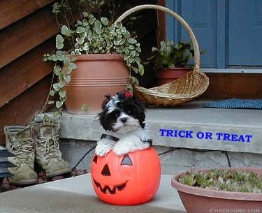 trick_or_treat.jpg